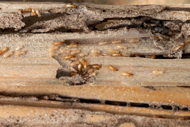 Best Wildlife Control Services  in Lisbon, ND