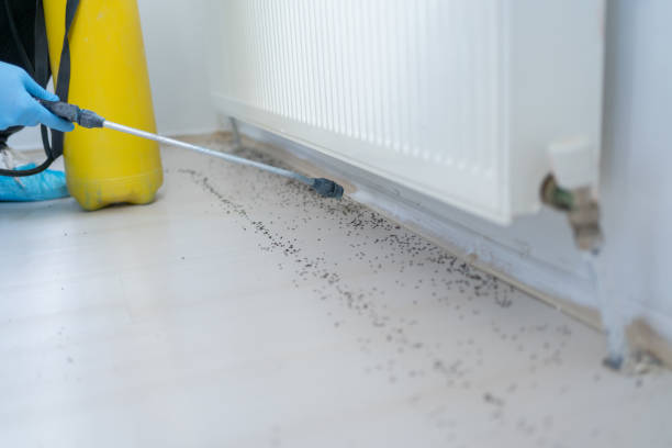 Best Flea Control Services  in Lisbon, ND